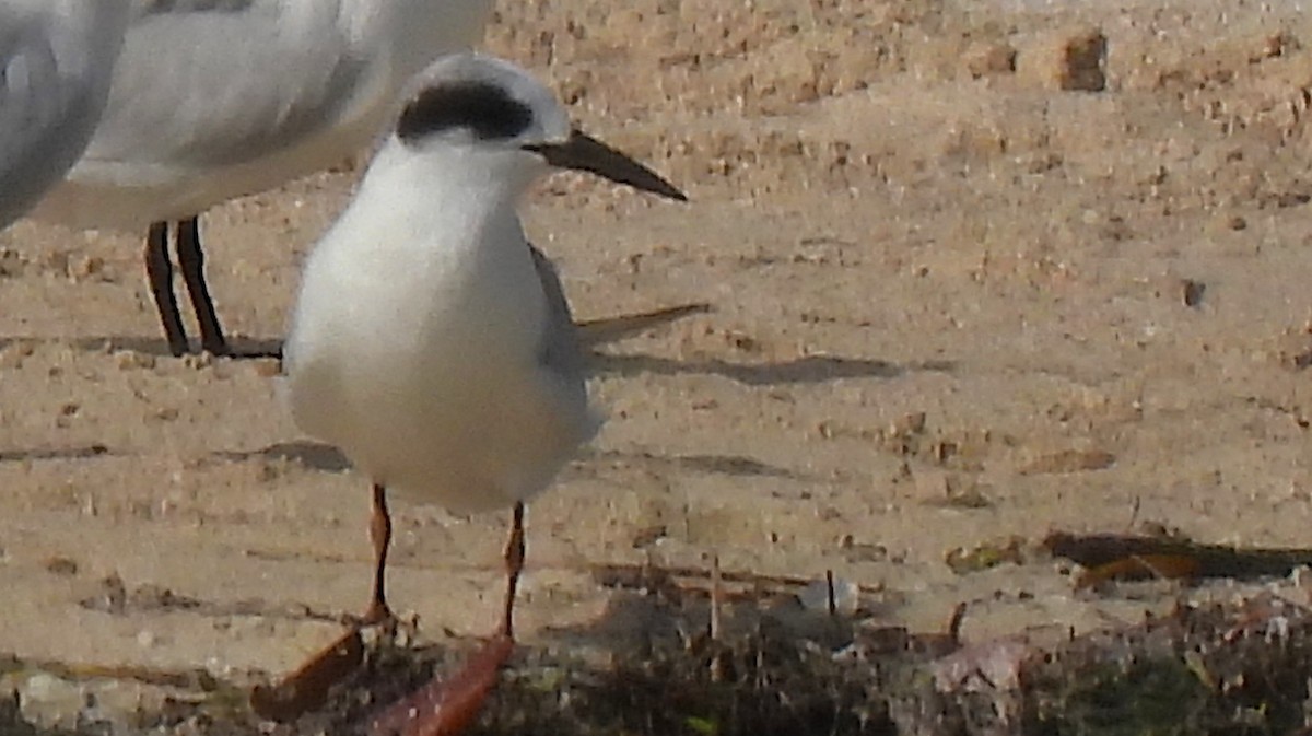 アメリカコアジサシ - ML646468755