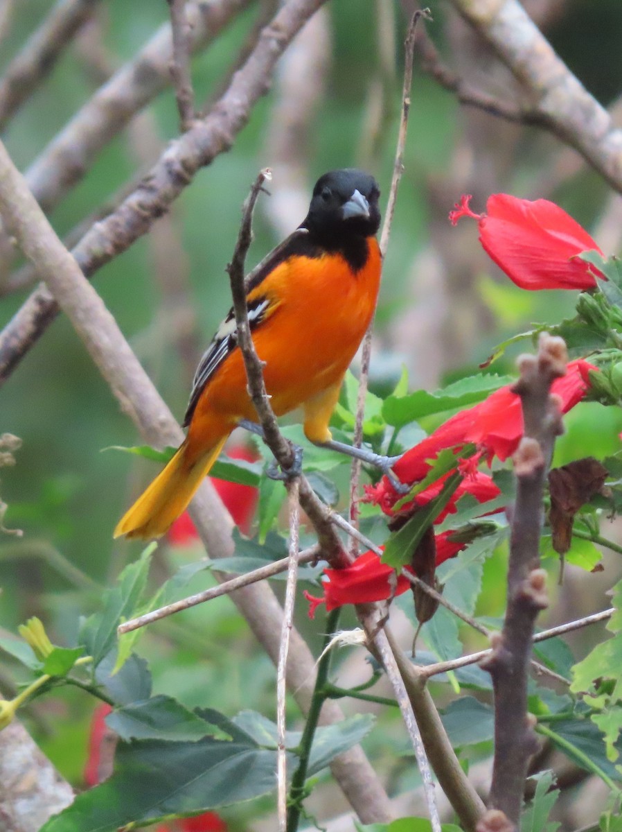 Baltimore Oriole - ML646468758