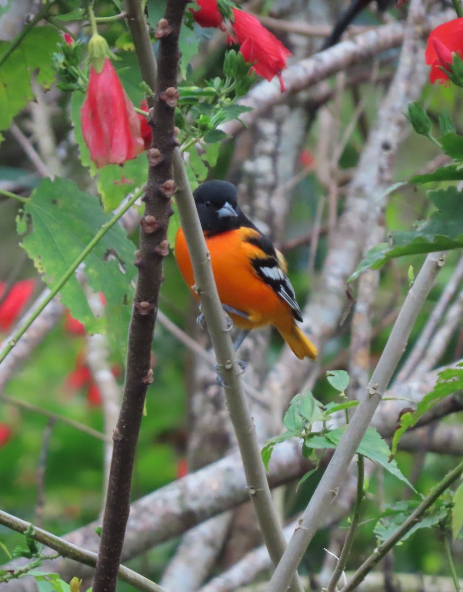 Baltimore Oriole - ML646468759