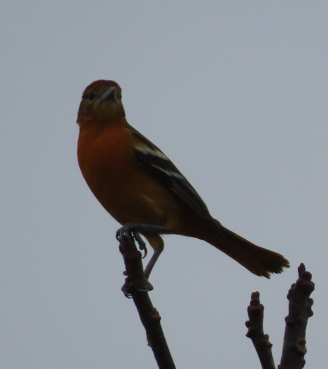 Baltimore Oriole - ML646468760