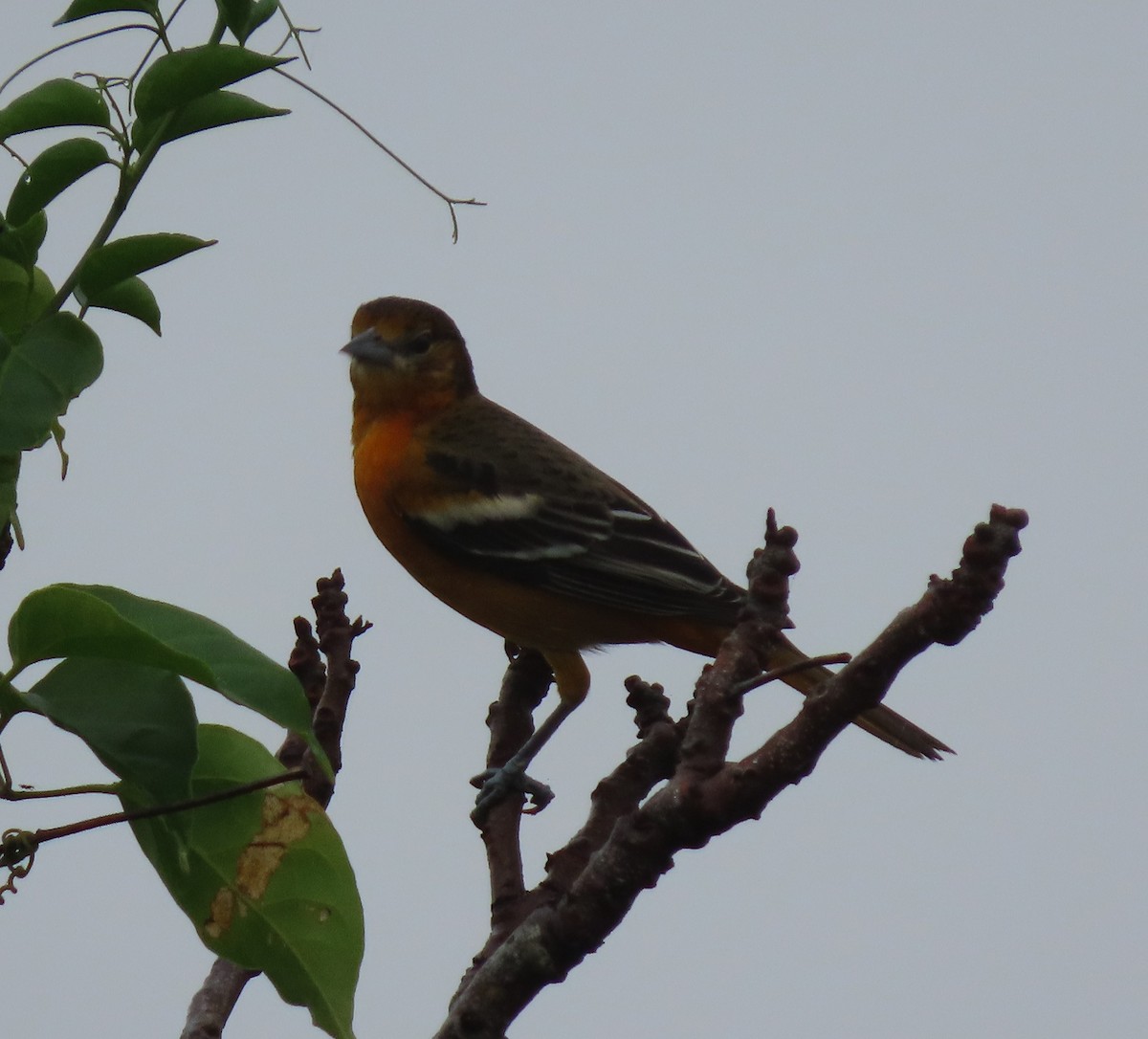 Baltimore Oriole - ML646468761
