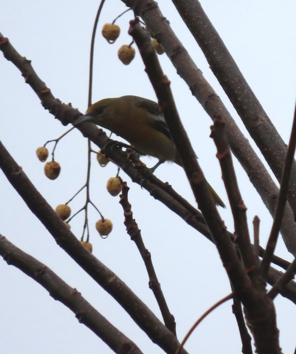 Baltimore Oriole - ML646468762