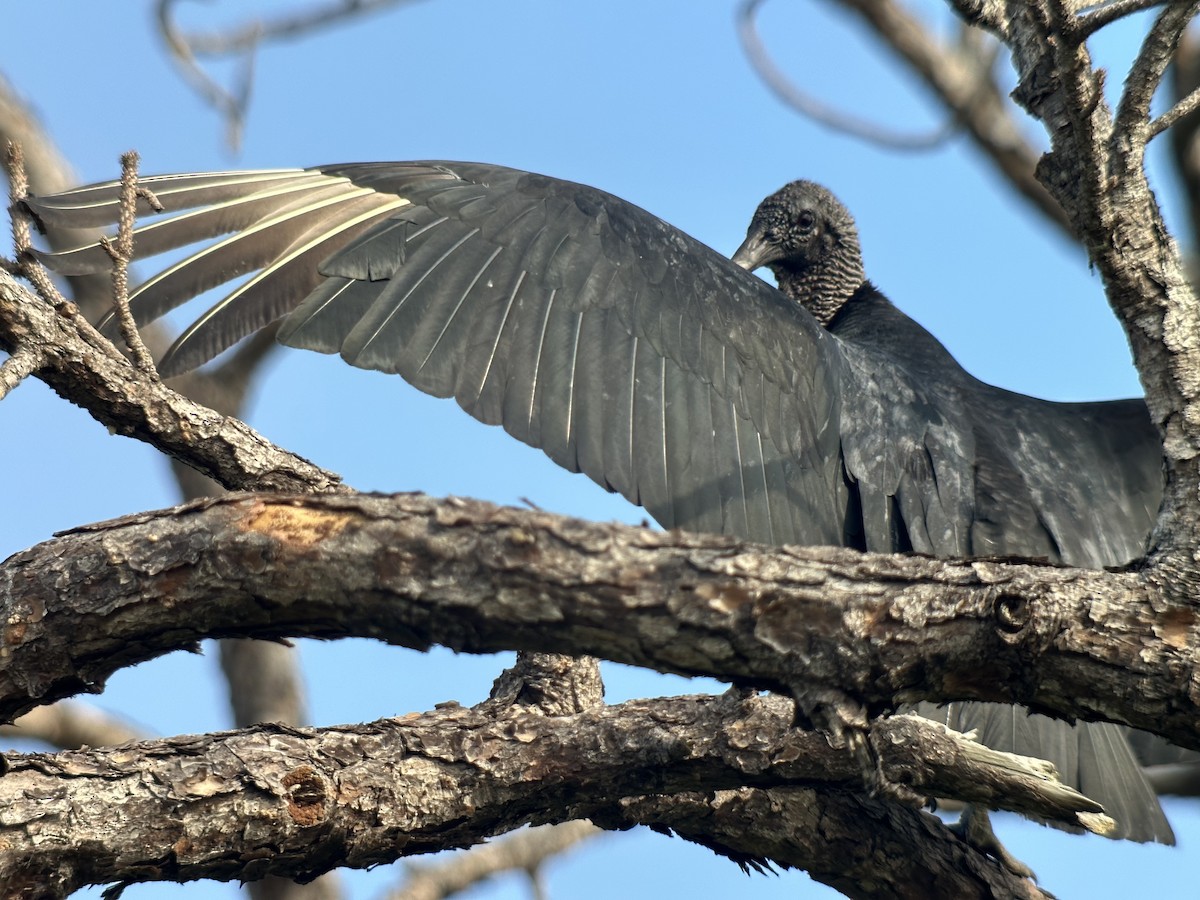 Black Vulture - ML646468763
