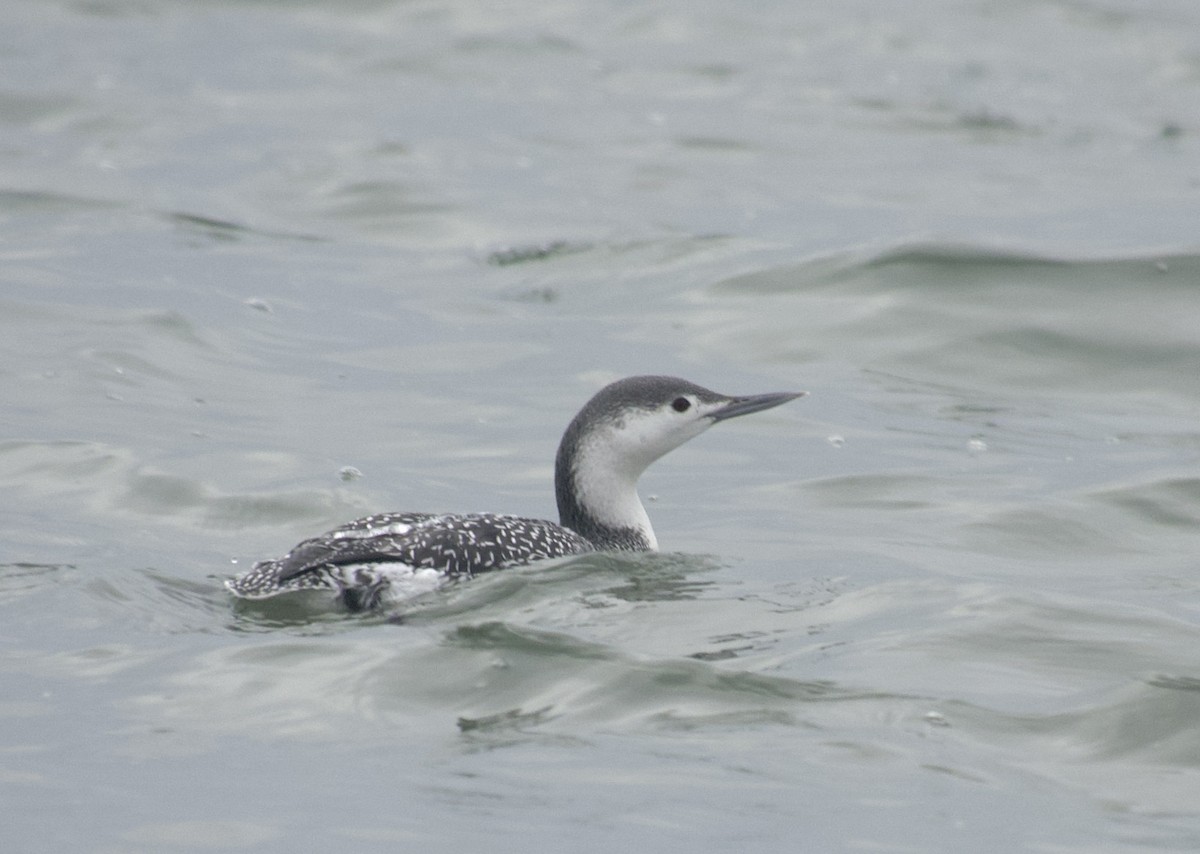 Red-throated Loon - ML646468765