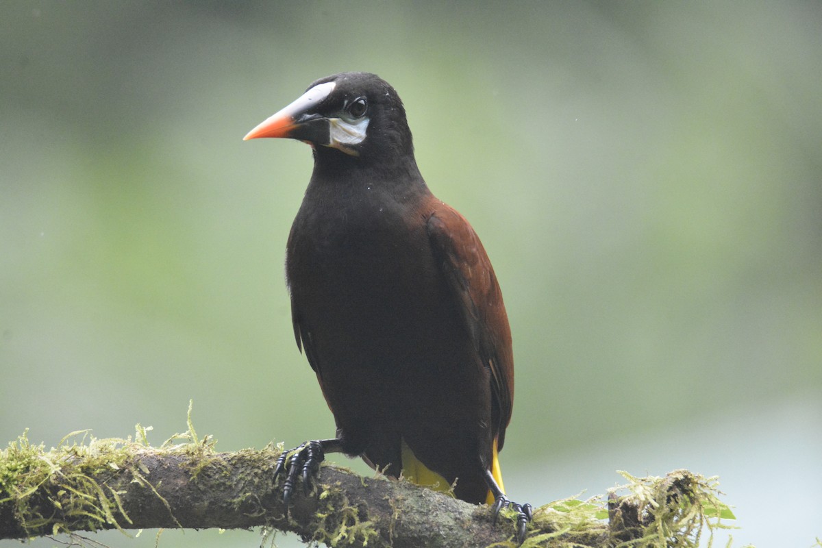 Montezuma Oropendola - ML646468766