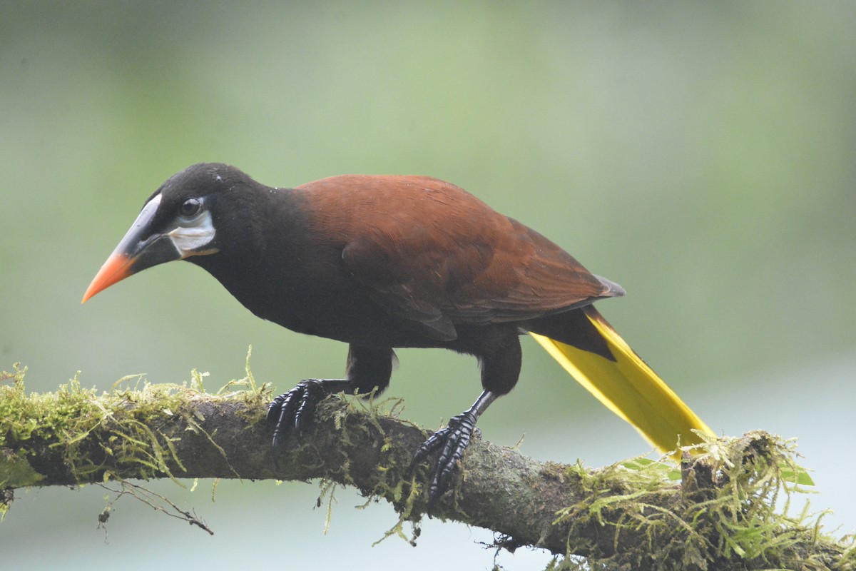 Montezuma Oropendola - ML646468767