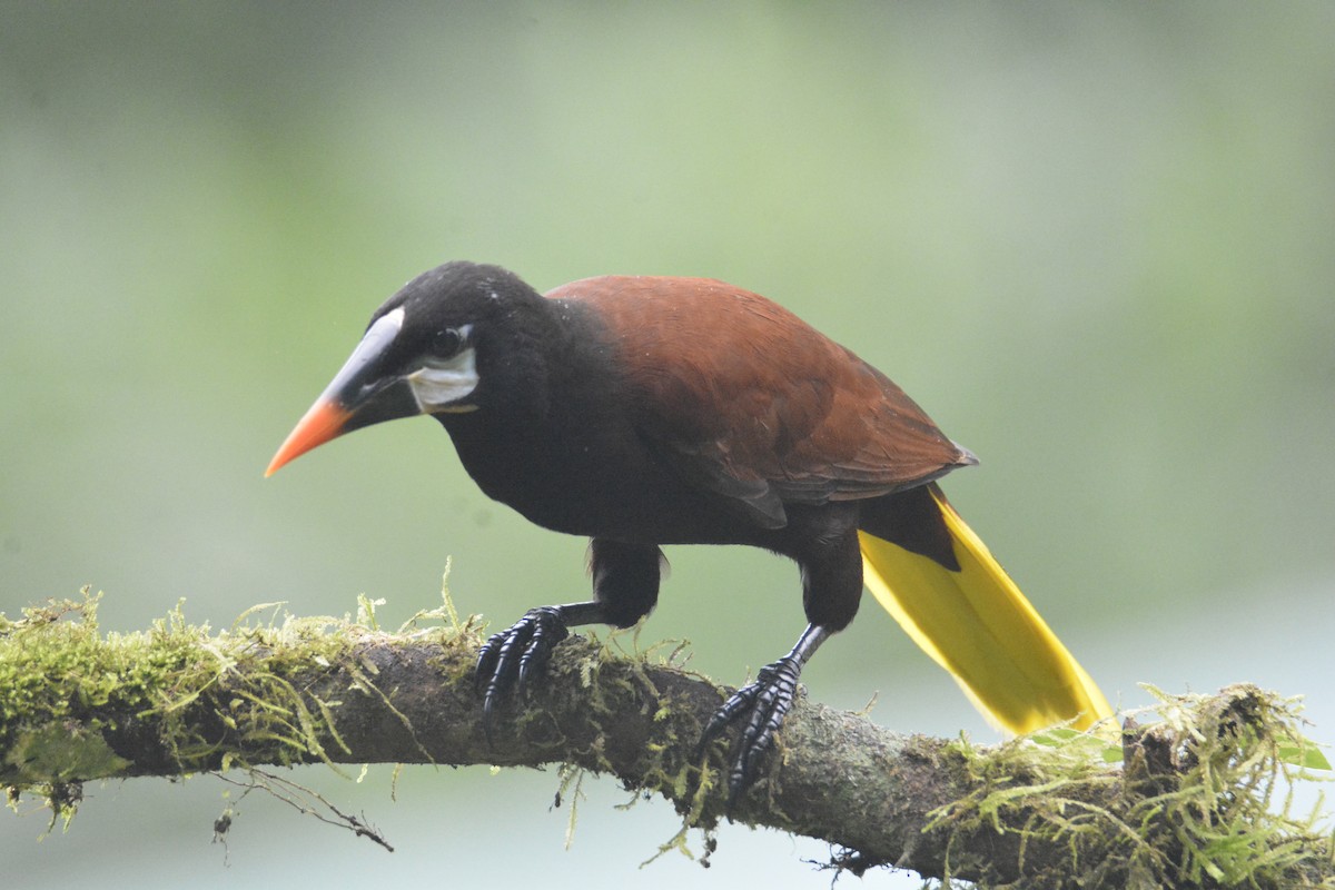 Montezuma Oropendola - ML646468768