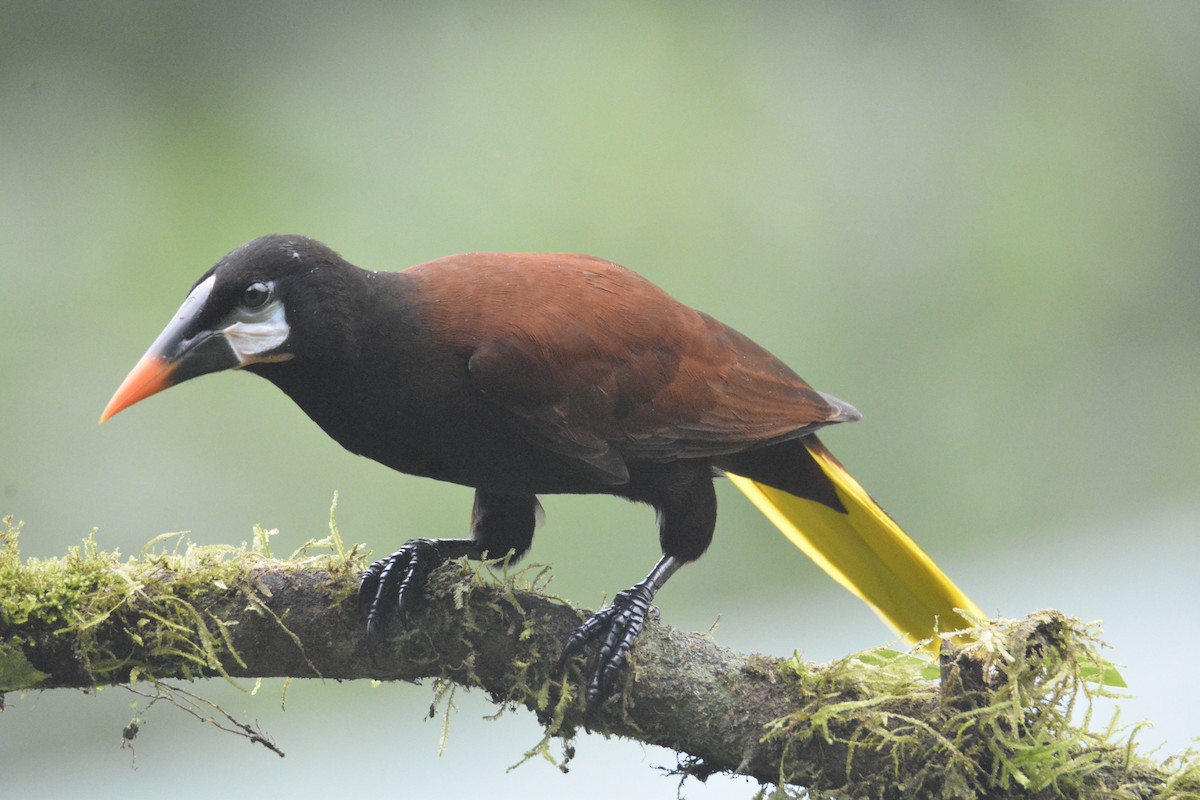 Montezuma Oropendola - ML646468769