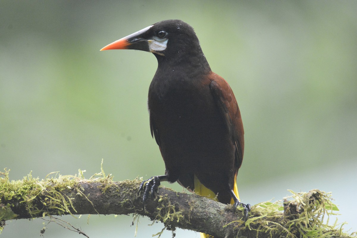 Montezuma Oropendola - ML646468770