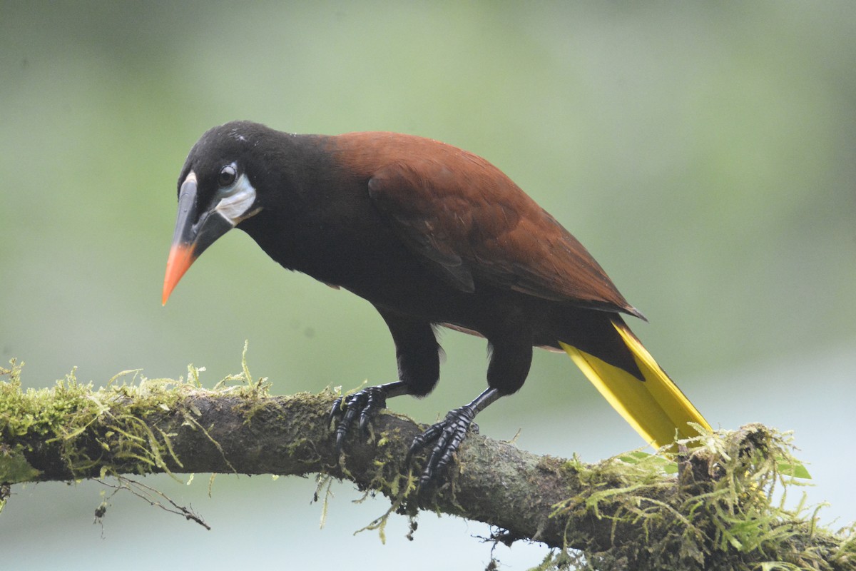 Montezuma Oropendola - ML646468771