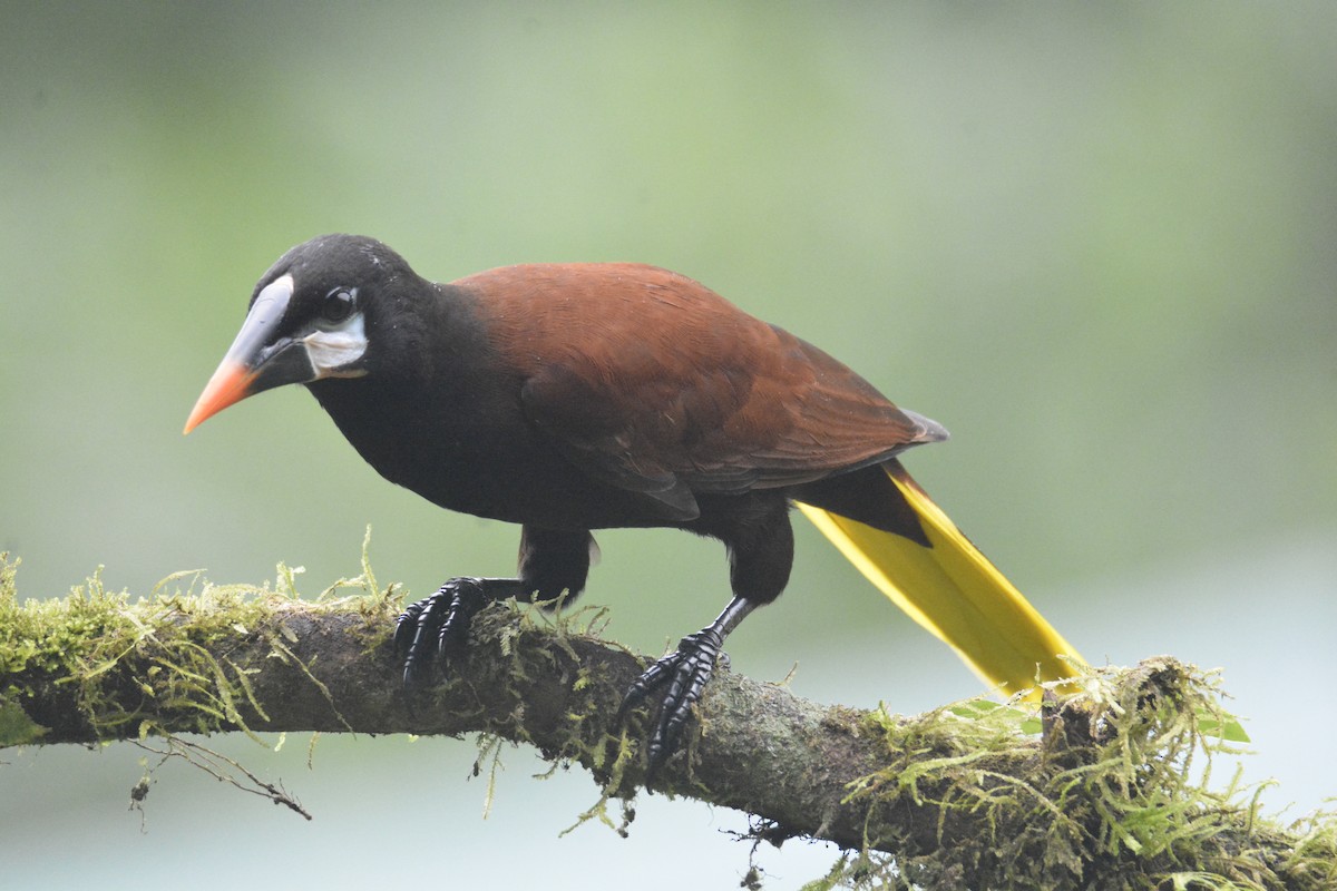 Montezuma Oropendola - ML646468772