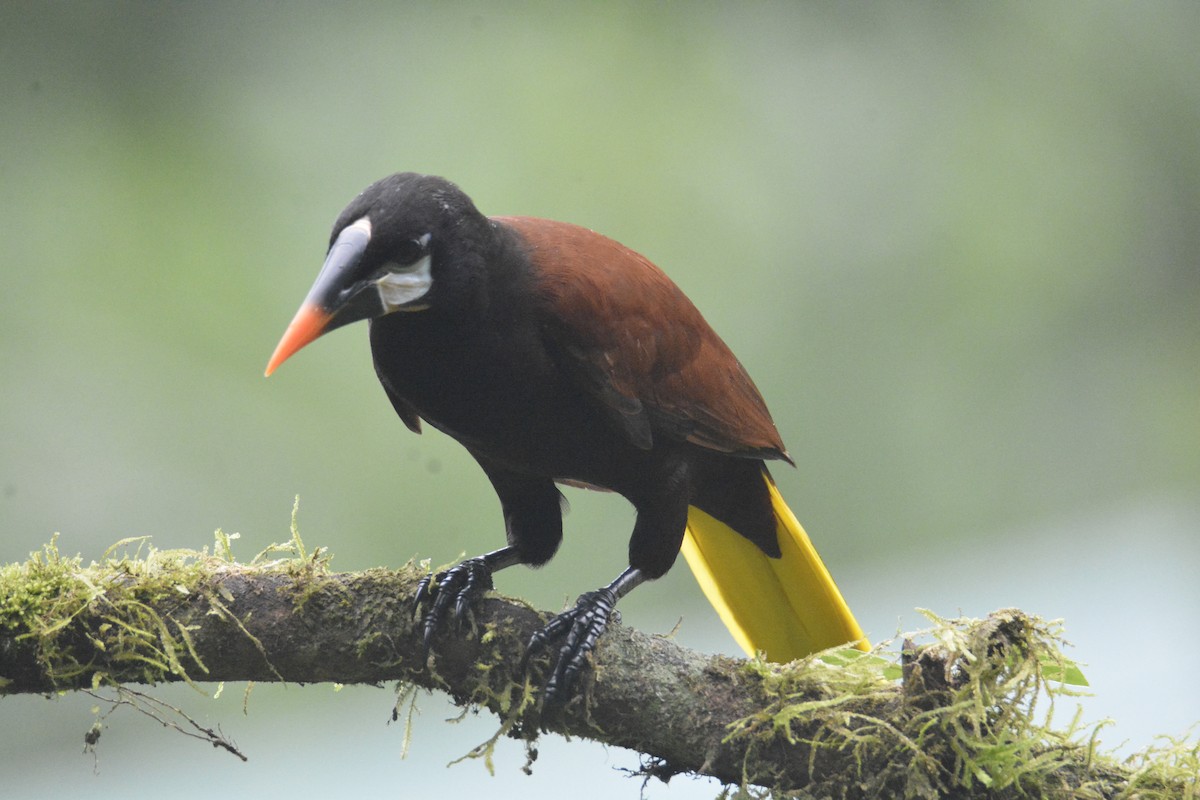 Montezuma Oropendola - ML646468773