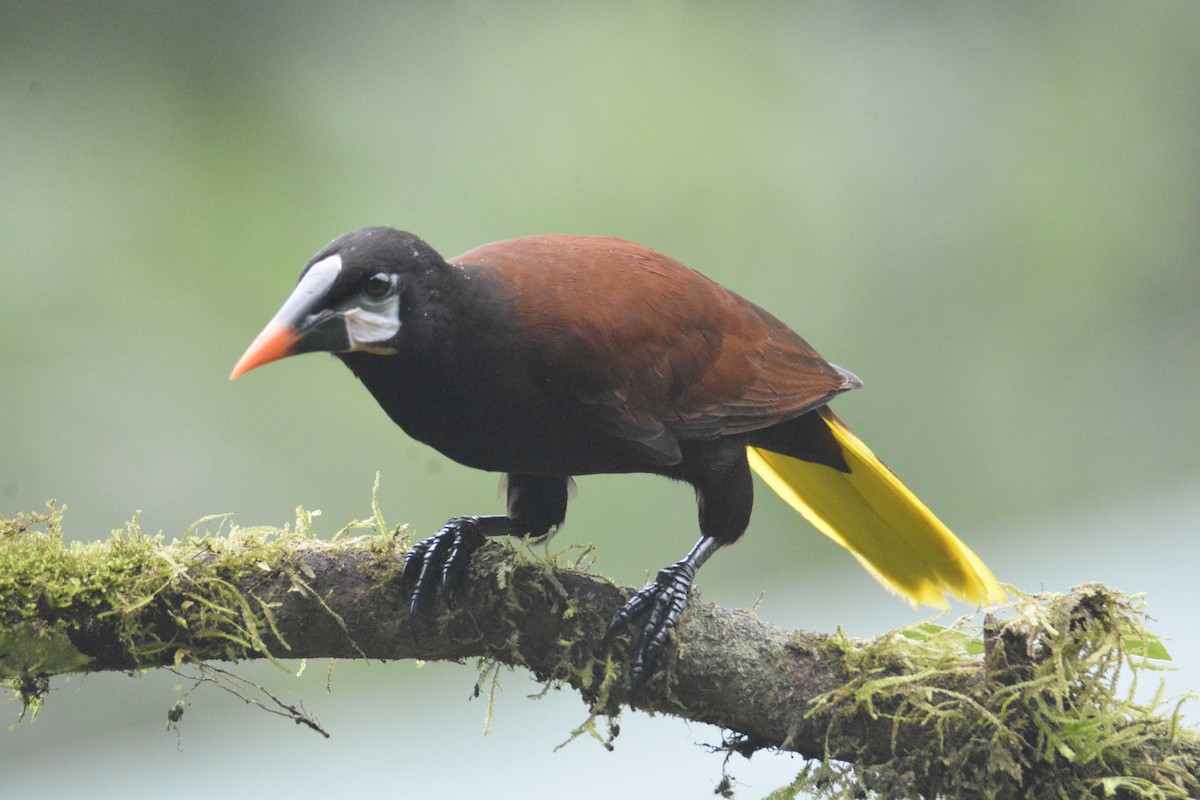 Montezuma Oropendola - ML646468774