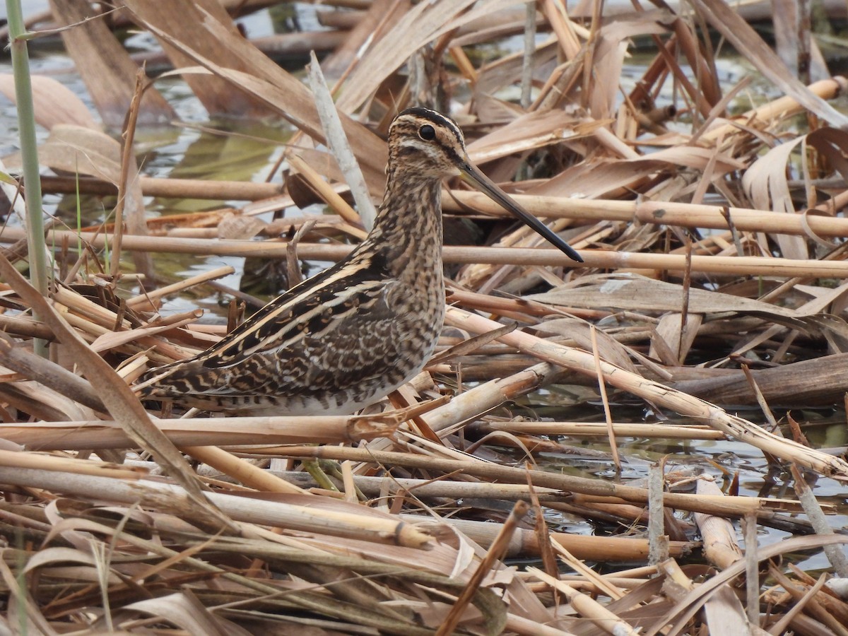 Common Snipe - ML646468775