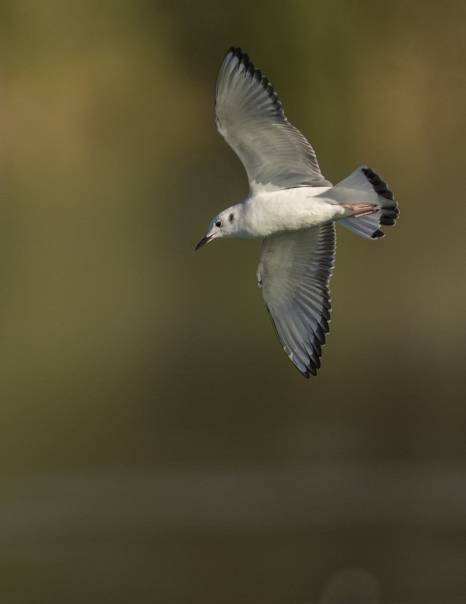 Mouette de Bonaparte - ML646468776