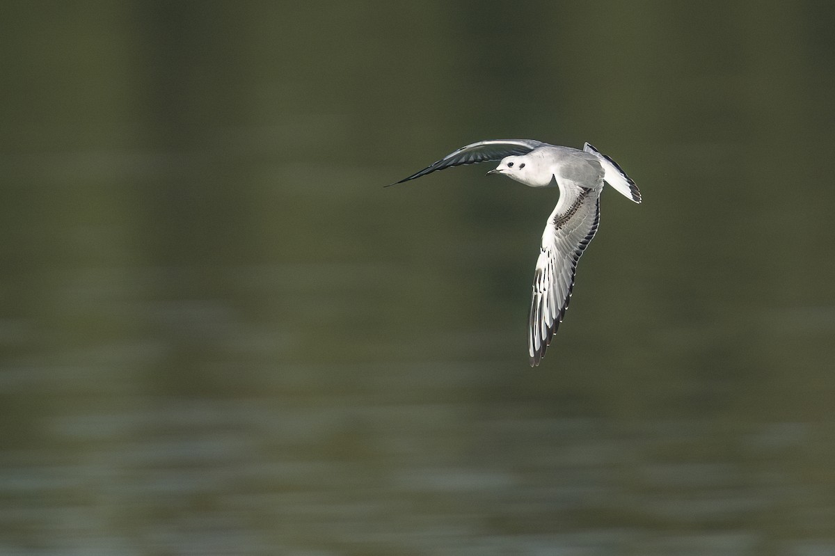 Mouette de Bonaparte - ML646468777