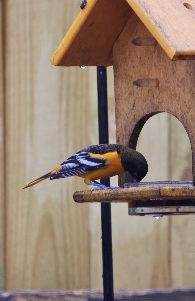 Baltimore Oriole - ML646468778