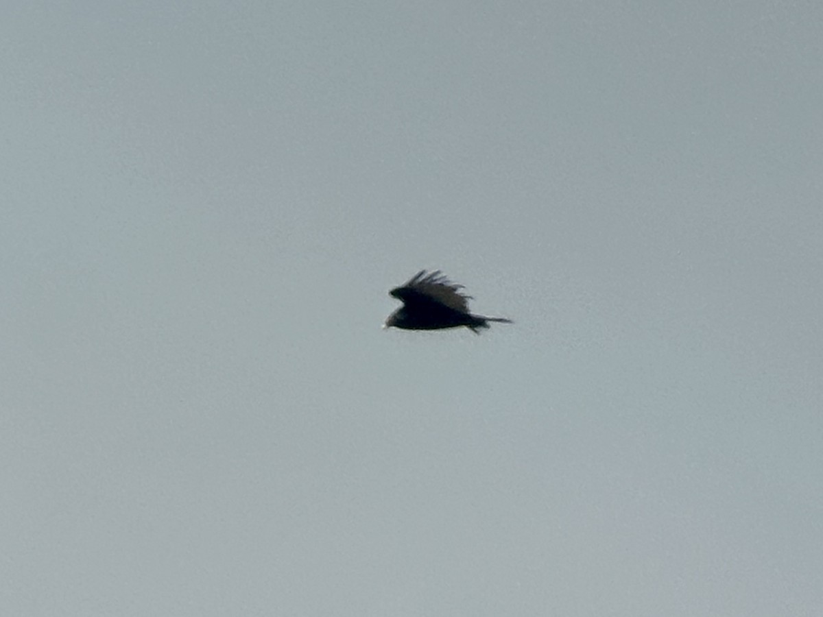 Turkey Vulture - ML646468781