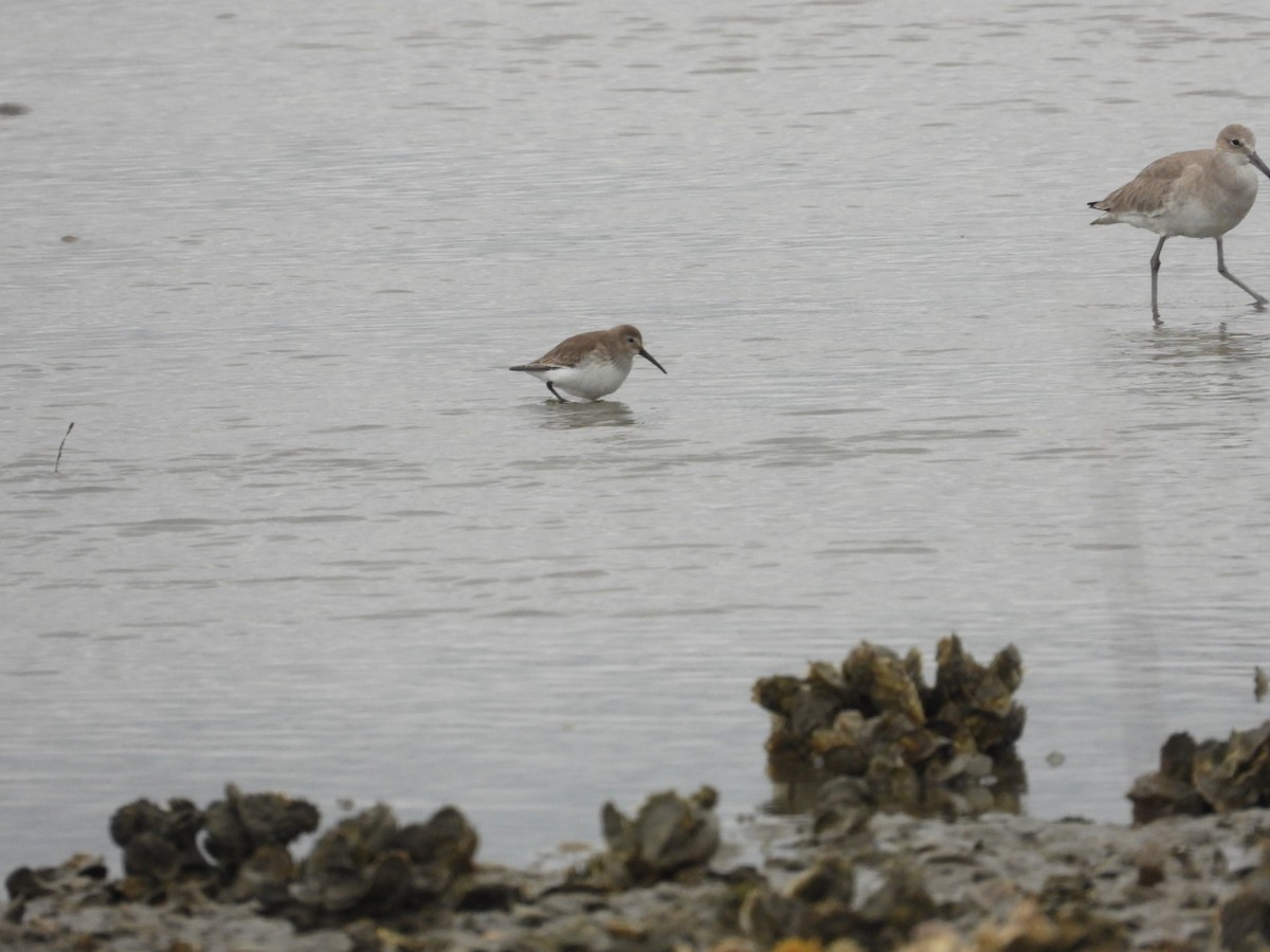 Dunlin - ML646468782