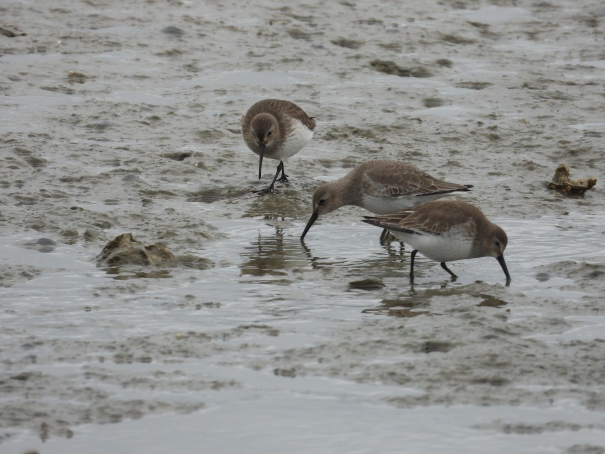 Dunlin - ML646468783