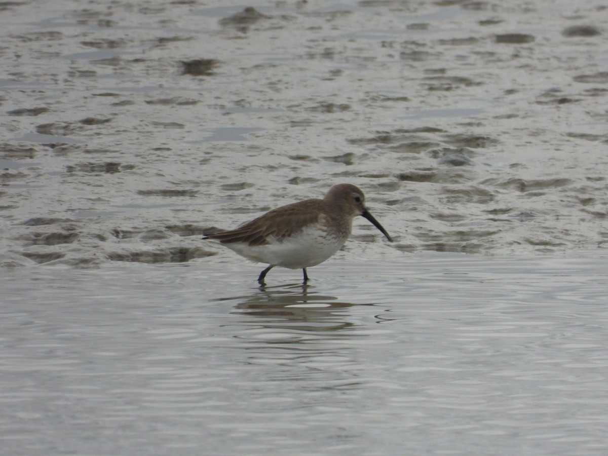 Dunlin - ML646468784