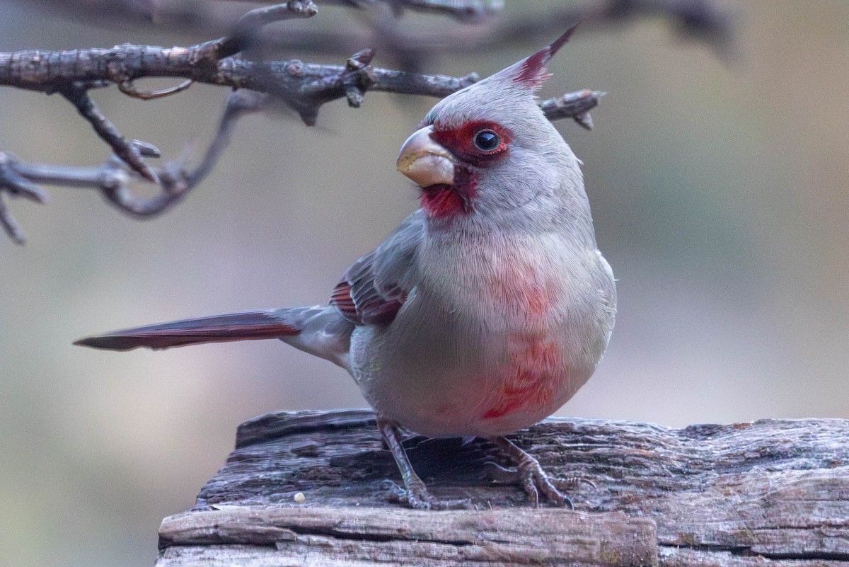 Pyrrhuloxia - ML646468785