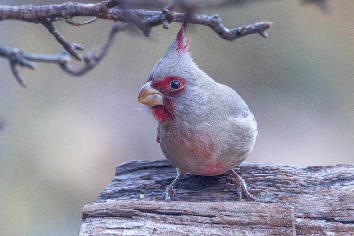 Pyrrhuloxia - ML646468786