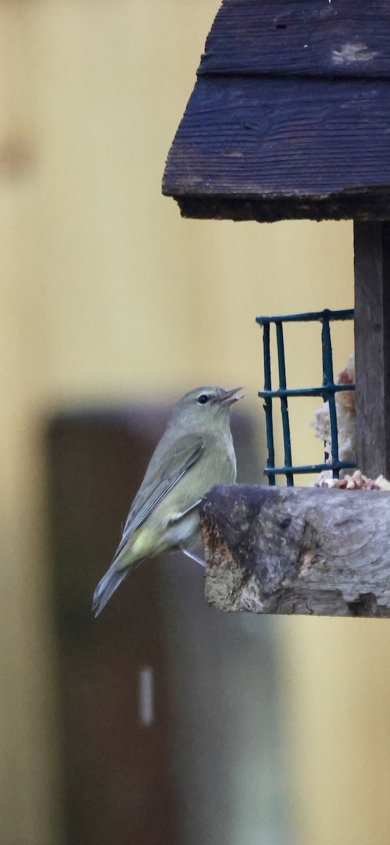 Orange-crowned Warbler - ML646468787