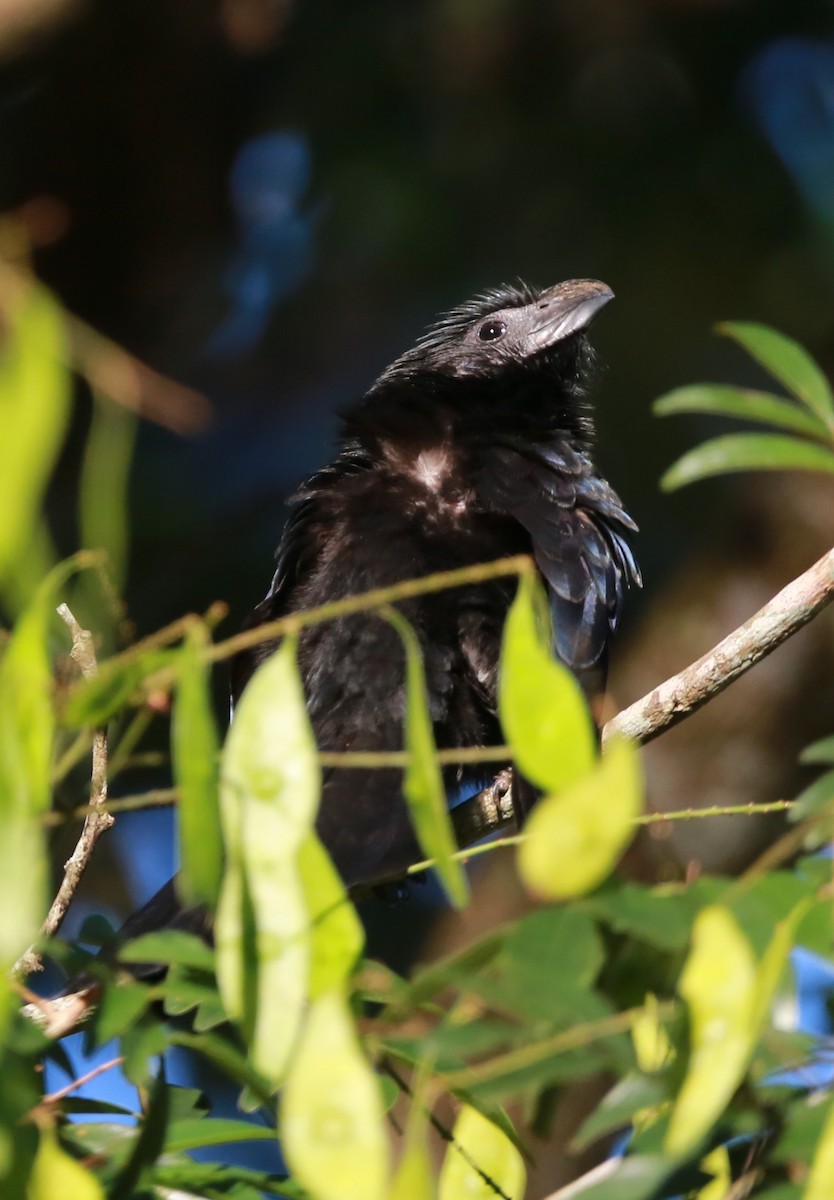 Groove-billed Ani - ML646468788