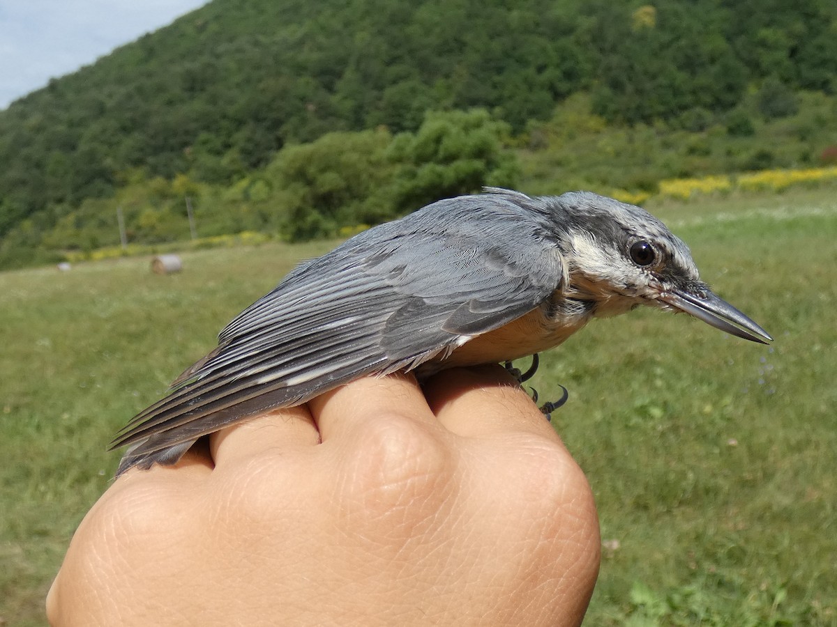Повзик звичайний - ML646468790