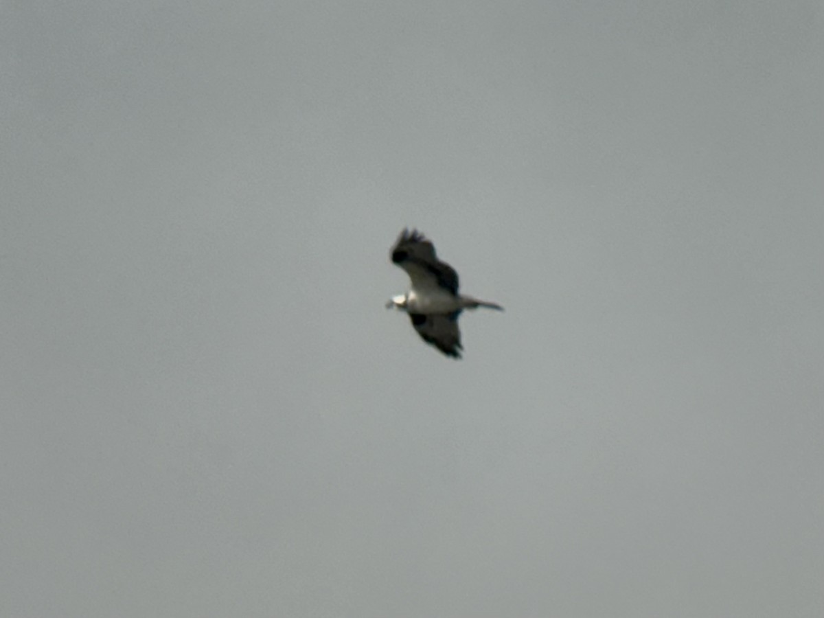 שלך - ML646468791