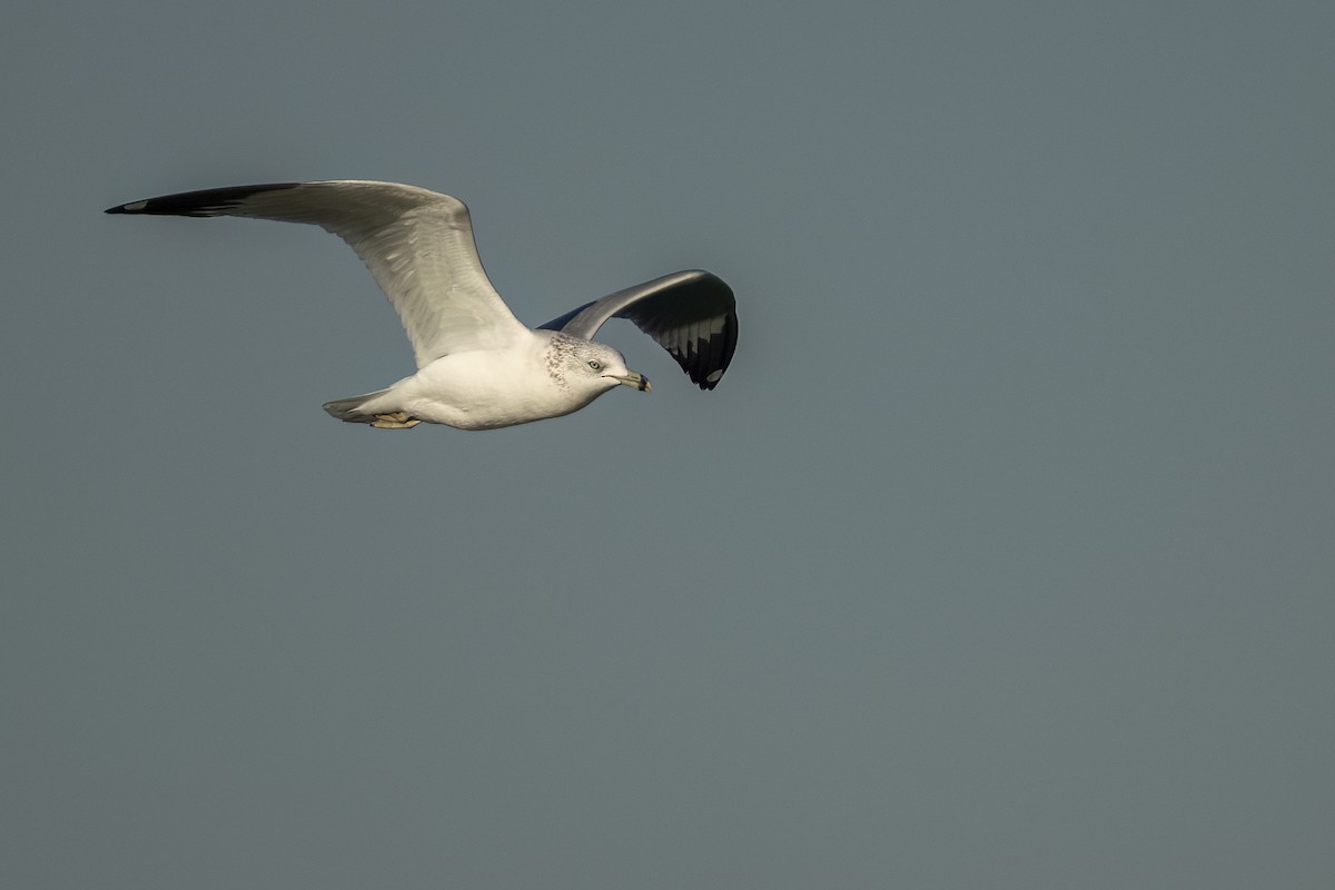 Goéland à bec cerclé - ML646468792