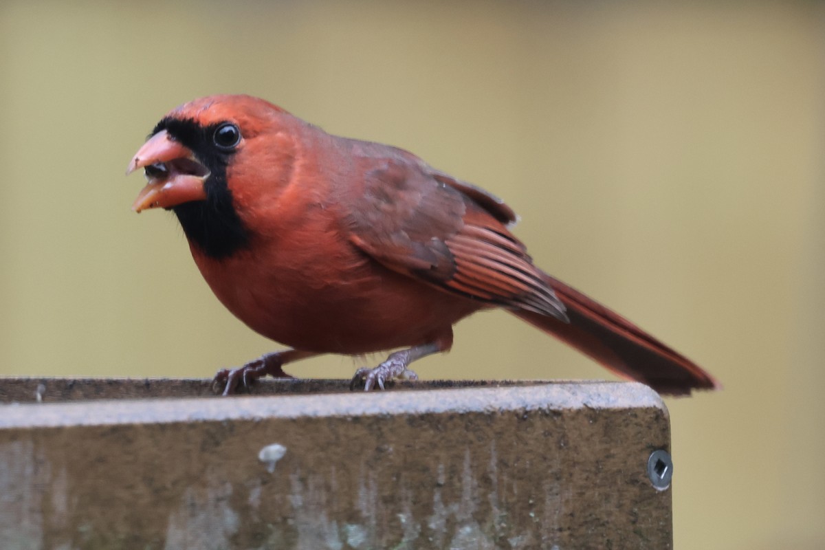 Northern Cardinal - ML646468794