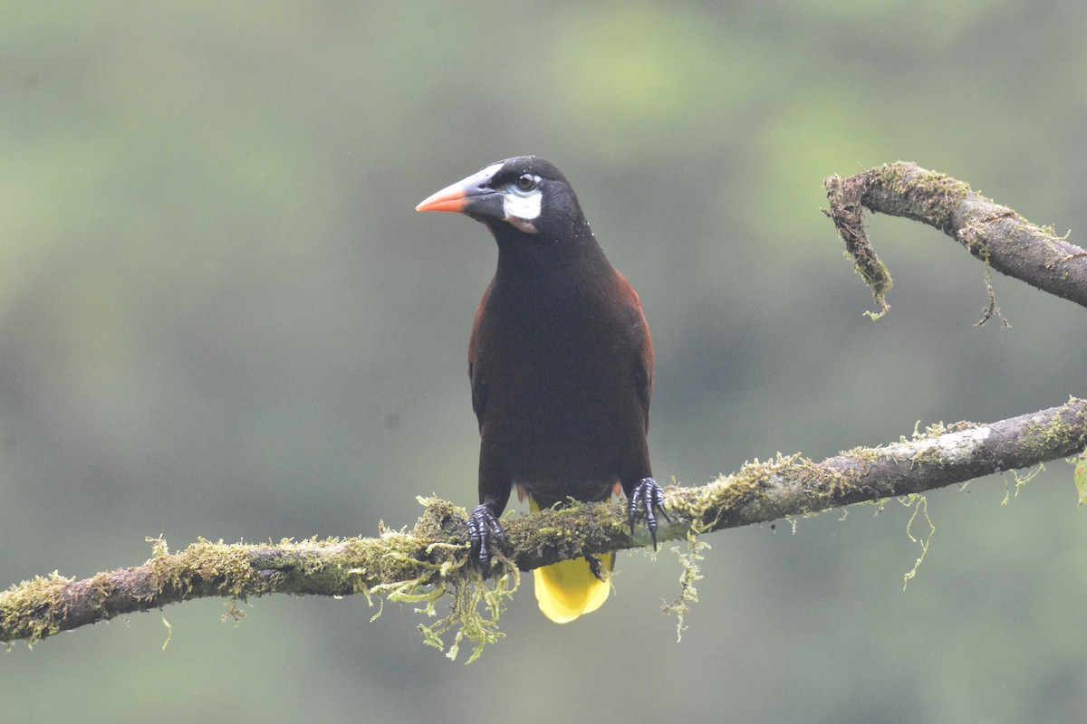 Montezuma Oropendola - ML646468795