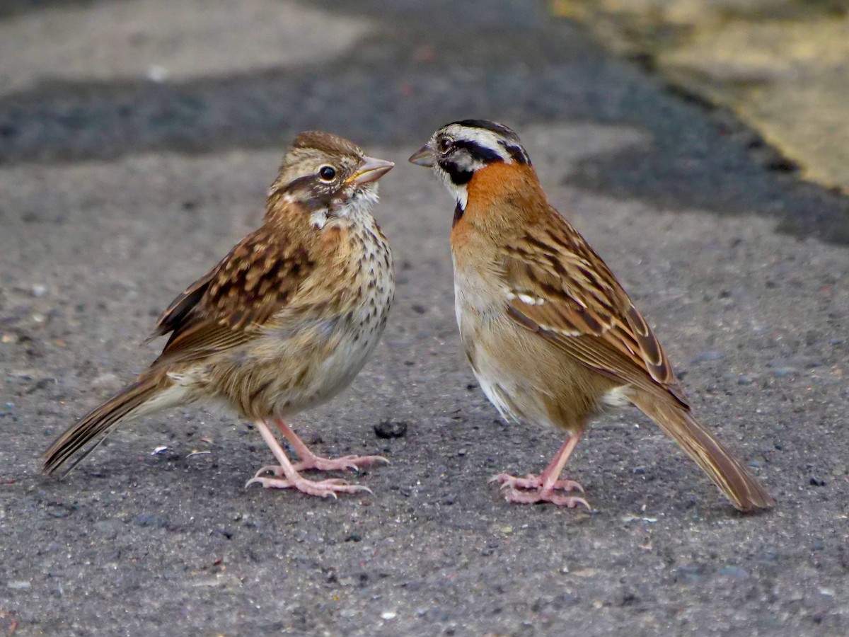 Rufous-collared Sparrow - ML646468797