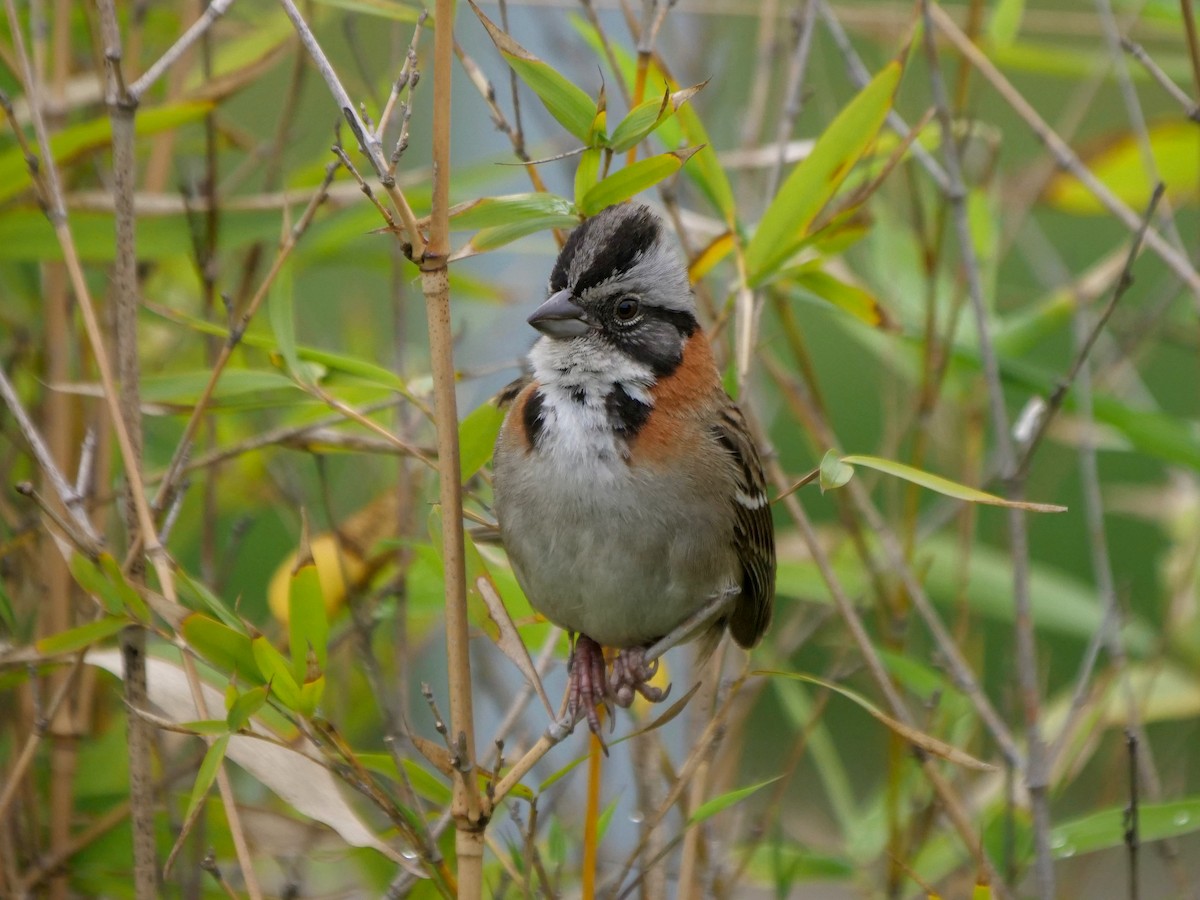 rustkragespurv - ML646468798