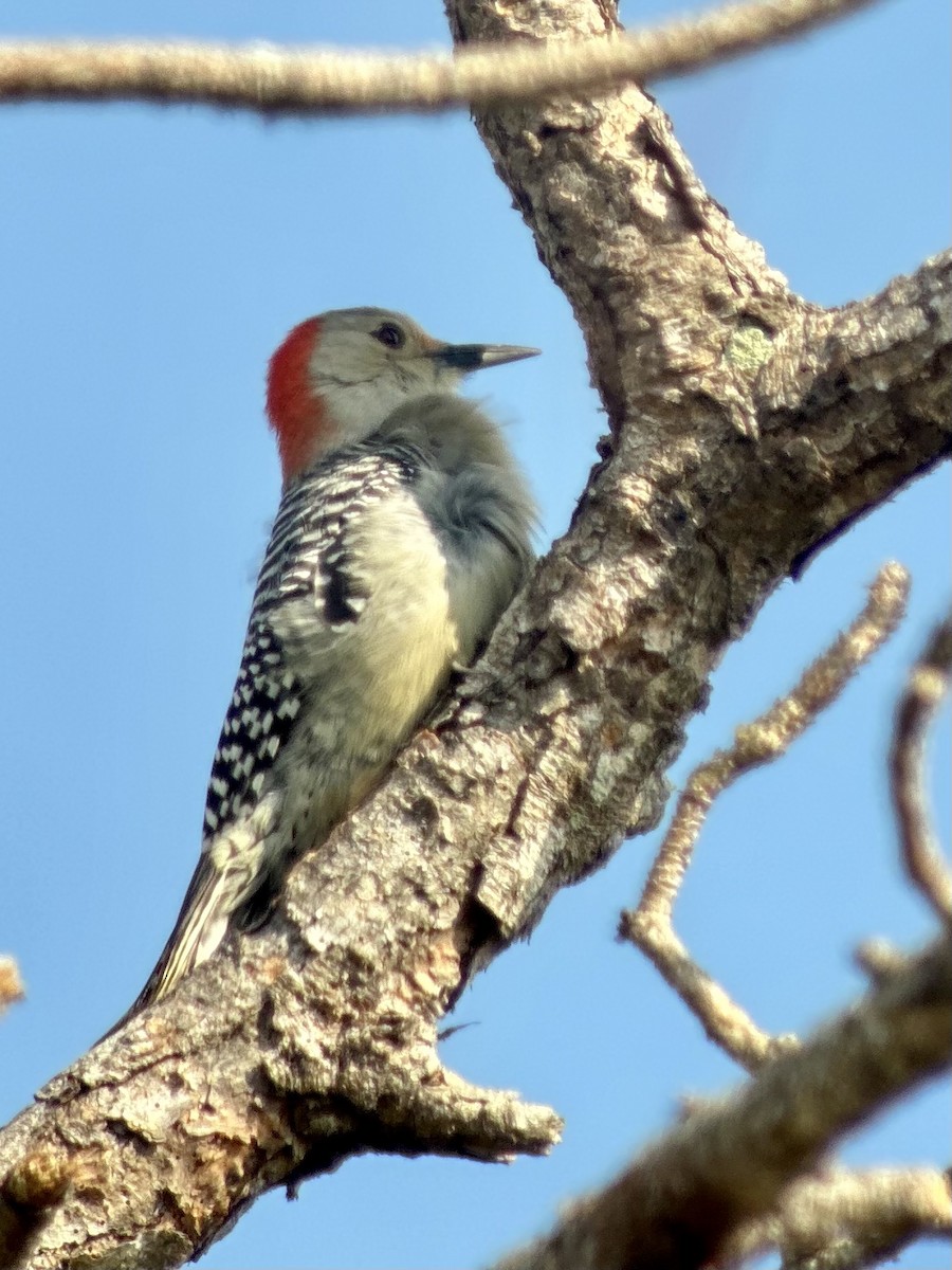Red-bellied Woodpecker - ML646468799