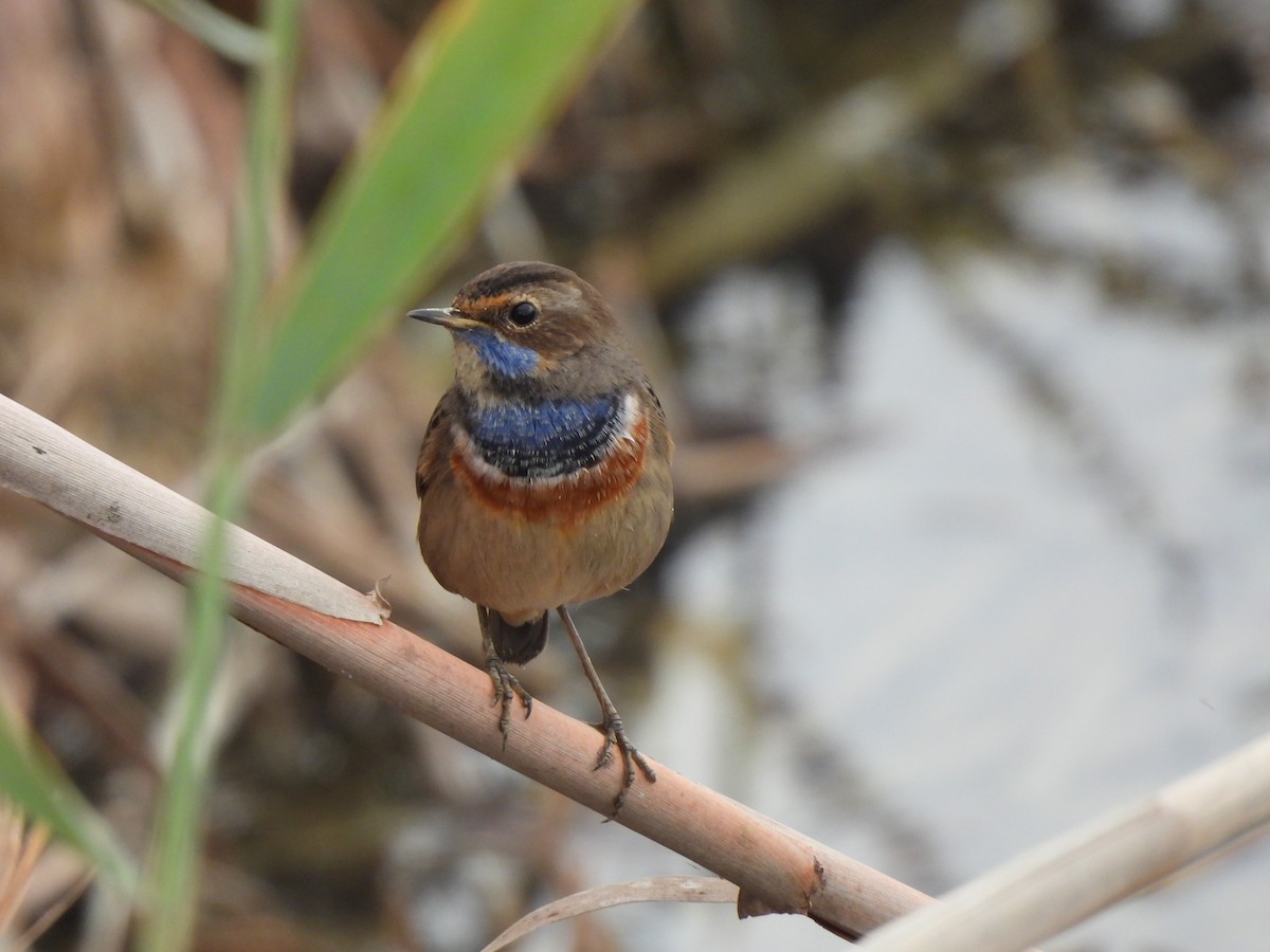 Bluethroat - ML646468800