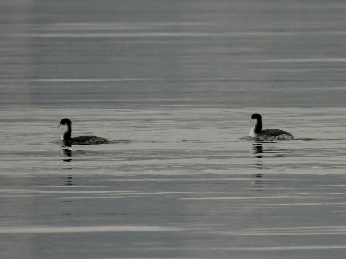 Horned Grebe - ML646468802