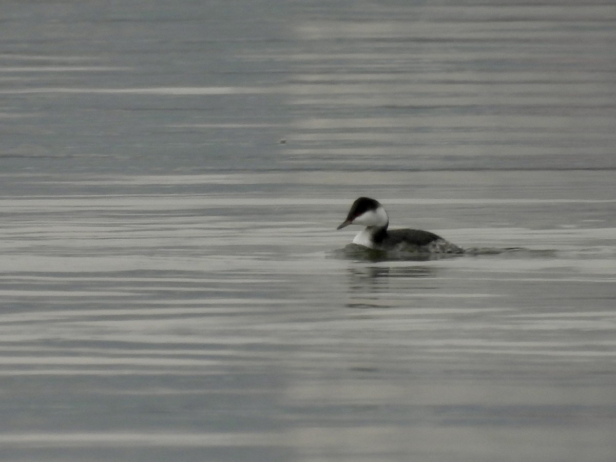 Horned Grebe - ML646468803