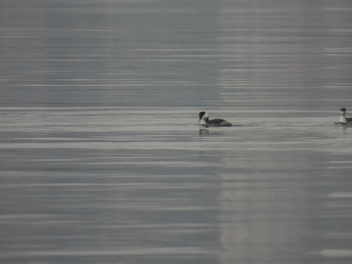 Horned Grebe - ML646468804
