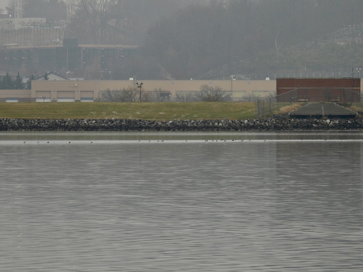 Horned Grebe - ML646468805