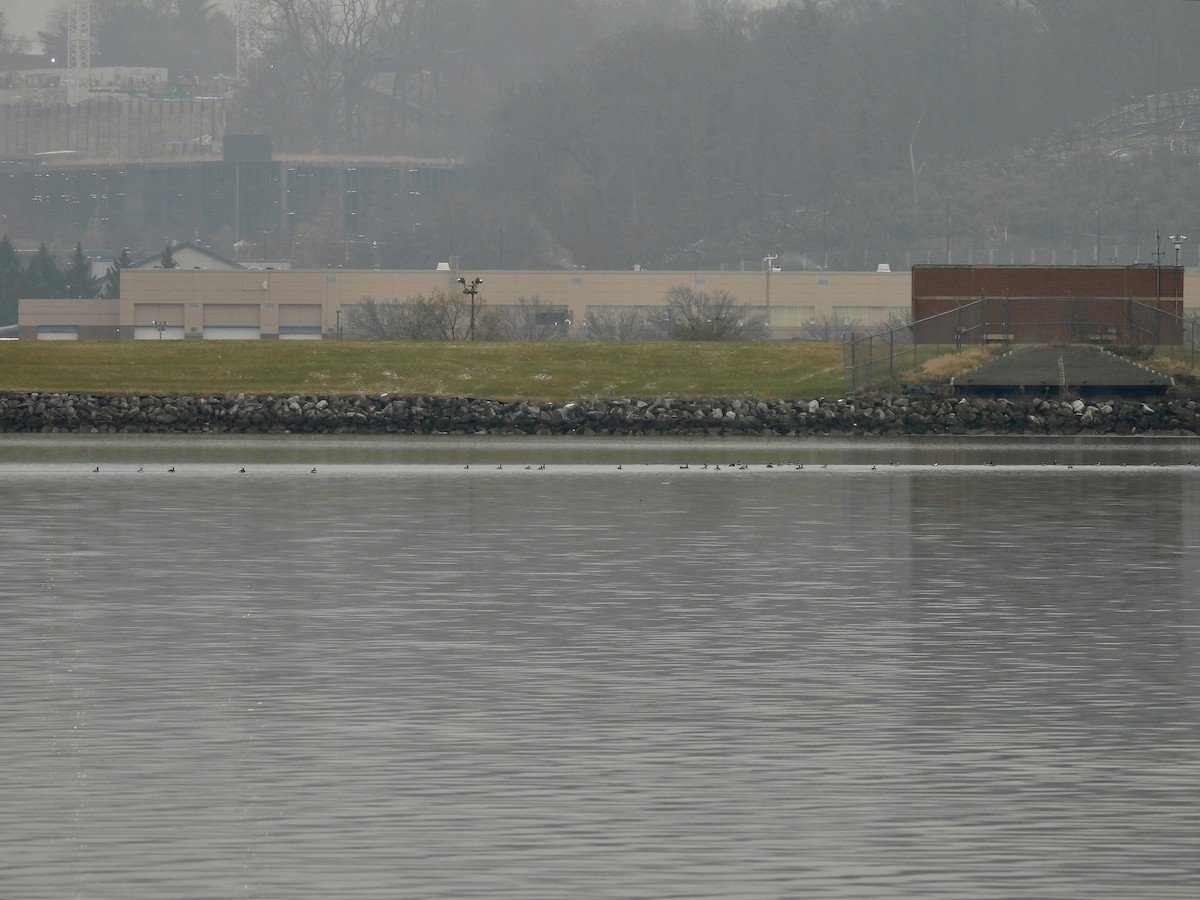 Horned Grebe - ML646468806