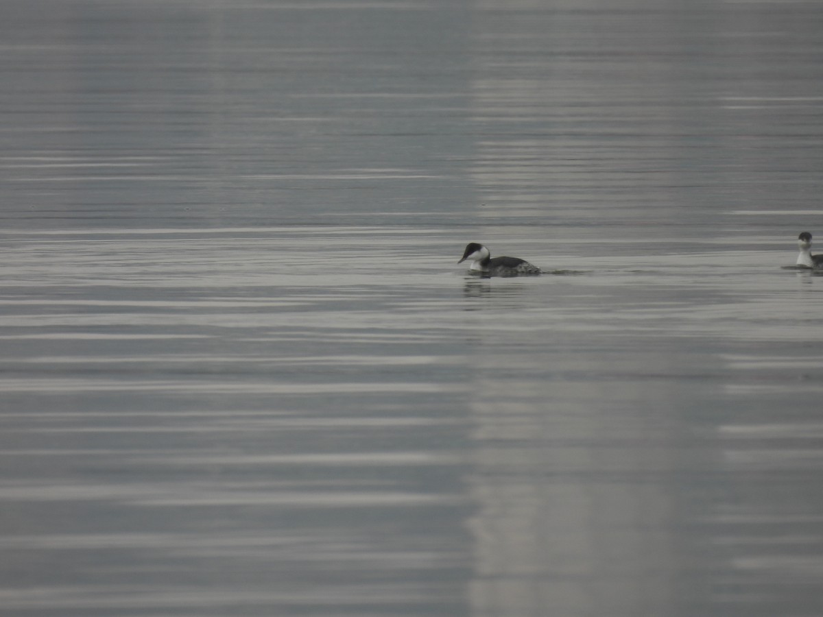 Horned Grebe - ML646468807