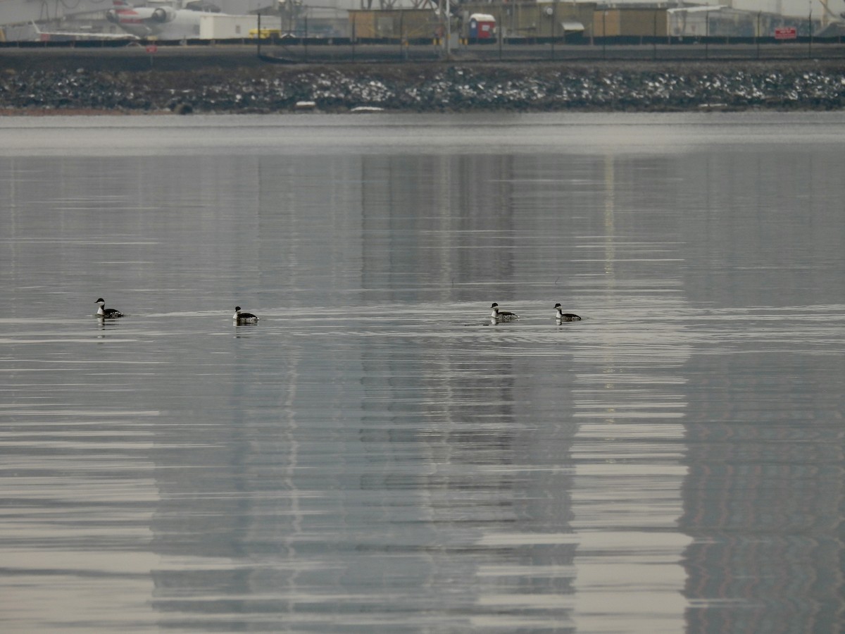 Horned Grebe - ML646468808