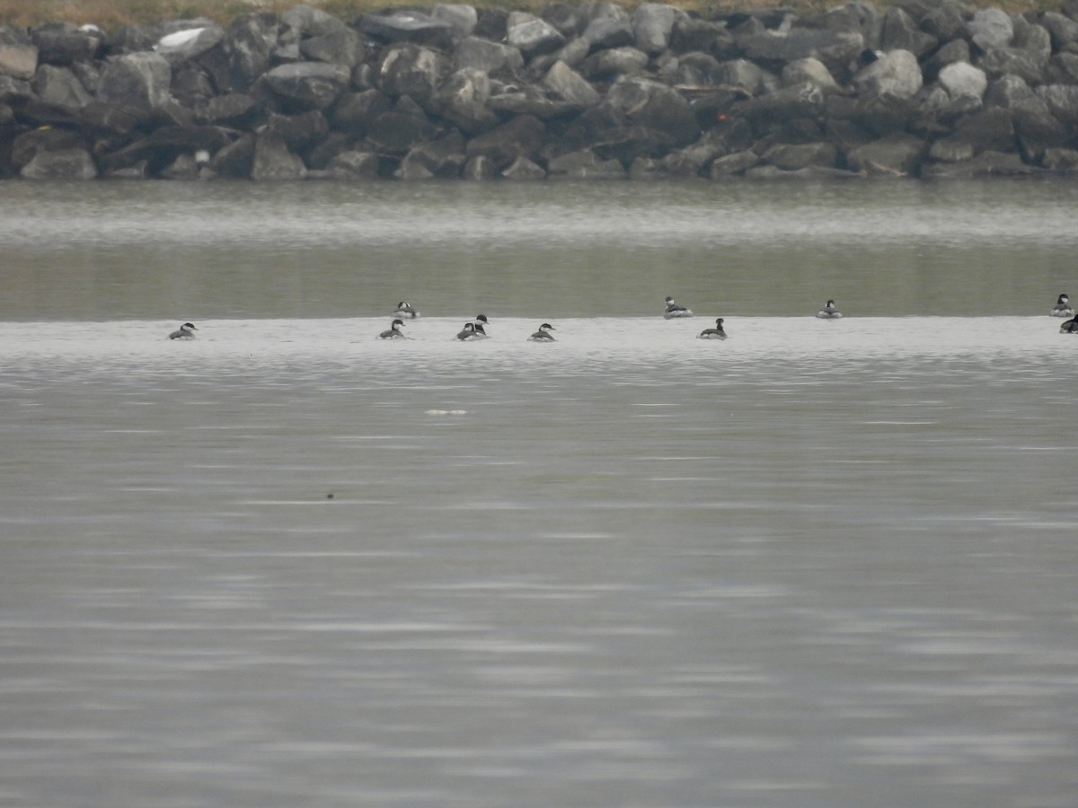 Horned Grebe - ML646468809