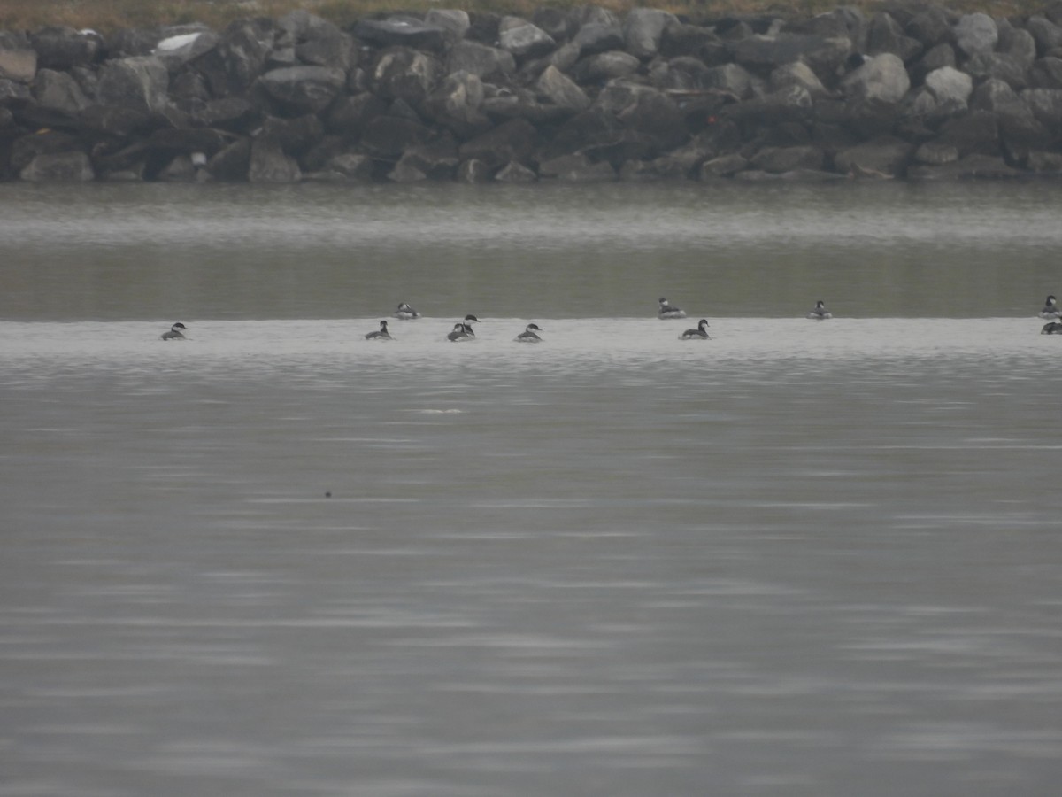 Horned Grebe - ML646468810