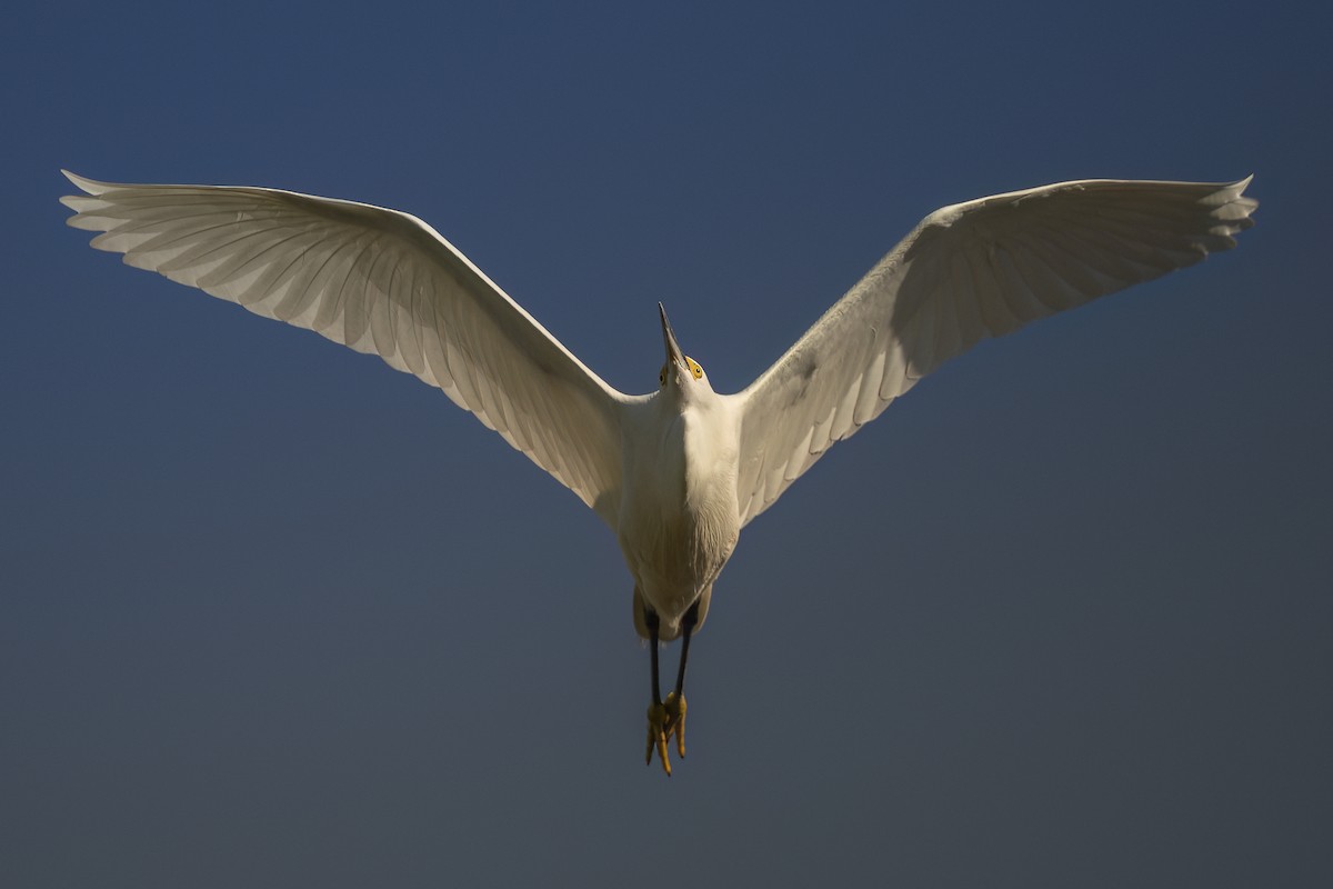 Grande Aigrette - ML646468814