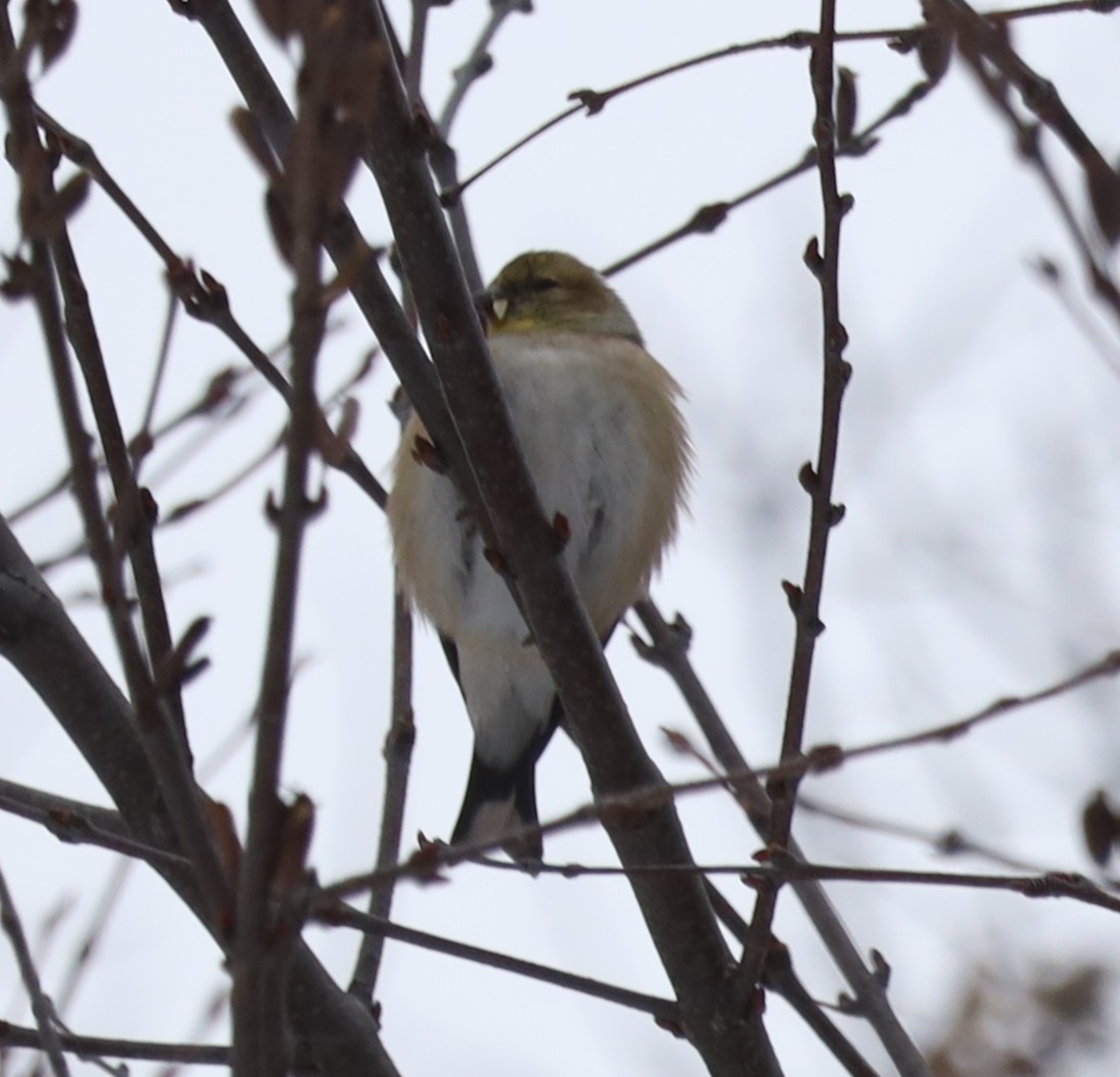 American Goldfinch - ML646468822