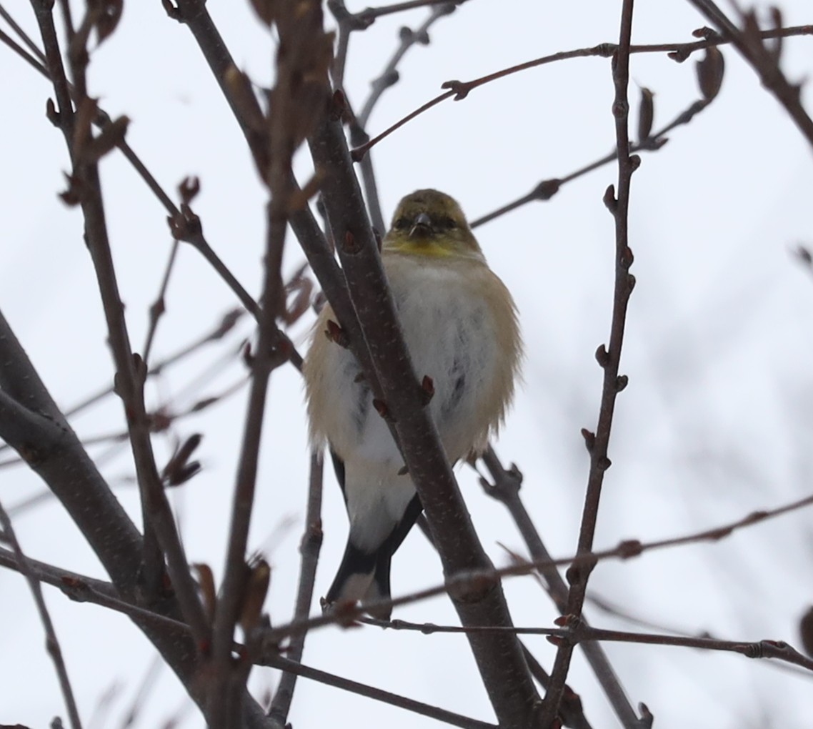 American Goldfinch - ML646468823